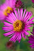 ASTER NOVAE-ANGLIAE LOU WILLIAMS