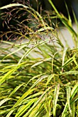 HAKONECHLOA MACRA AUREOLA