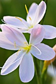 SCHIZOSTYLIS COCCINEA MAIDENS BLUSH KAFFIR LILY