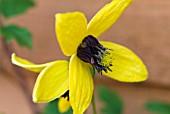 CLEMATIS SERRATIFOLIA KUGOTIA GOLDEN TIARA