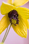 CLEMATIS SERRATIFOLIA KUGOTIA GOLDEN TIARA