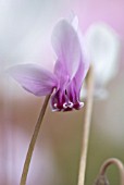 CYCLAMEN HEDERIFOLIUM IVY-LEAVED CYCLAMEN