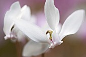 CYCLAMEN HEDERIFOLIUM F. ALBIFLORUM ALBUM, (IVY-LEAVED CYCLAMEN)