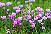 CYCLAMEN HEDERIFOLIUM ALBUM IVY-LEAVED CYCLAMEN