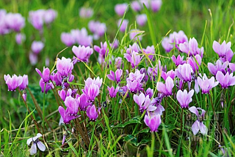 CYCLAMEN_HEDERIFOLIUM_ALBUM_IVYLEAVED_CYCLAMEN