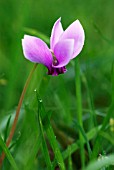 CYCLAMEN HEDERIFOLIUM ALBUM IVY-LEAVED CYCLAMEN