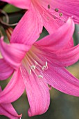 AMARYLLIS BELLADONNA JOHANNESBERG