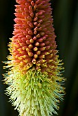 KNIPHOFIA CAULESCENS