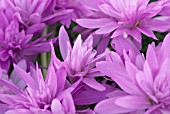 COLCHICUM WATERLILY AUTUMN CROCUS