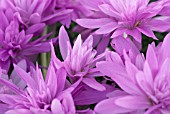 COLCHICUM WATERLILY AUTUMN CROCUS