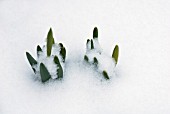 NARCISSUS POKING THROUGH WINTER SNOW