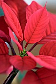 EUPHORBIA PULCHERRIMA, POINSETTIA