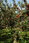 MALUS DOMESTICA OPALESCENT APPLE