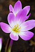 COLCHICUM SPECIOSUM ATRORUBENS AUTUMN CROCUS