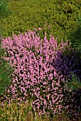 CALLUNA VULGARIS CRAMOND HEATHER