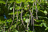 CATALPA BIGNONIOIDES INDIAN BEAN TREE