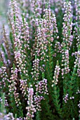 CALLUNA VULGARIS JULIE ANN PLATT HEATHER