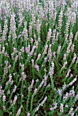 CALLUNA VULGARIS JULIE ANN PLATT HEATHER