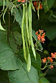 PHASEOLUS COCCINEUS SCARLET EMPEROR RUNNER BEAN