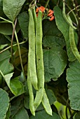 PHASEOLUS COCCINEUS SCARLET EMPEROR RUNNER BEAN