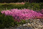 CALLUNA VULGARIS PETER SPARKES HEATHER