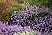 CALLUNA VULGARIS ELSIE PURNELL HEATHER