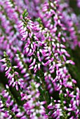 CALLUNA VULGARIS FRITZ KIRCHER HEATHER