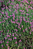 CALLUNA VULGARIS ALPORTII PRAECOX HEATHER