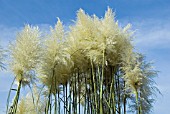 CORTADERIA SELLOANA SUNNINGDALE SILVER PAMPAS GRASS