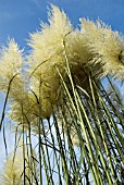 CORTADERIA SELLOANA SUNNINGDALE SILVER PAMPAS GRASS