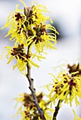 HAMAMELIS MOLLIS