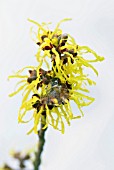 HAMAMELIS MOLLIS