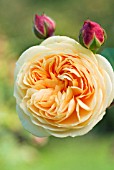 ROSA CROWN PRINCESS MARGARETA, ENGLISH ROSE