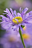 ASTER AMELLUS GRUNDER, MICHAELMAS DAISY