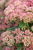 SEDUM HERBSTFREUDE