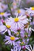 ASTER PYRENAEUS LUTETIA, MICHAELMAS DAISY