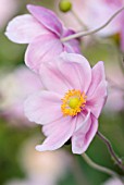 ANEMONE X HYBRIDA ELEGANS