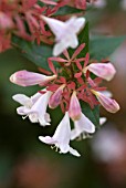 ABELIA X GRANDIFLORA