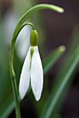 GALANTHUS WASP SNOWDROP