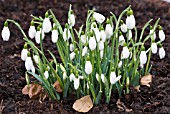 GALANTHUS BRENDA TROYLE SNOWDROP