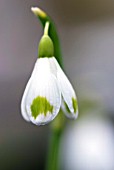 GALANTHUS ELWESII EMMA THICK SNOWDROP