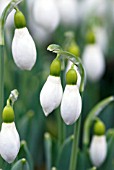 GALANTHUS ELWESII MANDARIN SNOWDROP