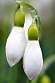 GALANTHUS ELWESII MANDARIN SNOWDROP