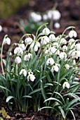 GALANTHUS HIPPOLYTA SNOWDROP