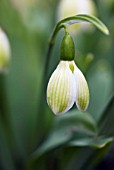 GALANTHUS ELWESII ROSEMARY BURNHAM SNOWDROP