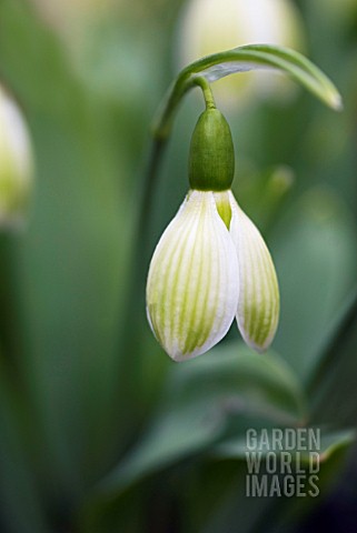 GALANTHUS_ELWESII_ROSEMARY_BURNHAM_SNOWDROP