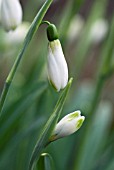 GALANTHUS MODERN ART SNOWDROP