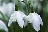 GALANTHUS LADY BEATRIX STANLEY SNOWDROP