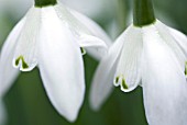 GALANTHUS LADY BEATRIX STANLEY SNOWDROP