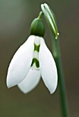 GALANTHUS ELWESII VAR ELWESII SNOWDROP